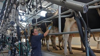 El sector lechero reclama una mejora en la caminería rural. El sector lechero reclama una mejora en la caminería rural.