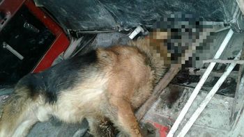 El perro al que dejaron morir yaciendo junto al comercio El perro al que dejaron morir yaciendo junto al comercio