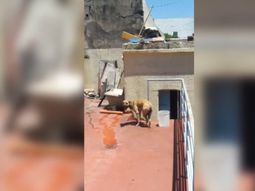 video: dejo a su perra atada en una terraza bajo el sol por varias horas video: dejo a su perra atada en una terraza bajo el sol por varias horas