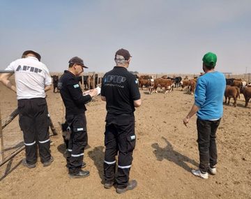 Impresionante operativo de AFIP: incautó 2.400 toneladas de granos