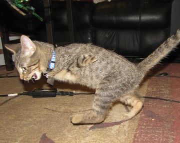 Un gatito de dos patas causa sensación en la web