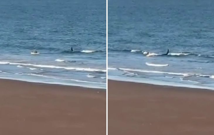 Una orca persiguió a un kayakista en Río Negro