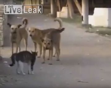 El gato más valiente del mundo