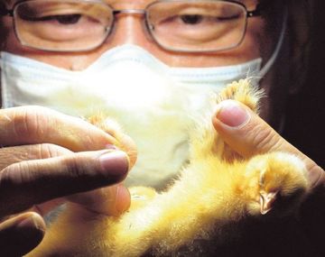 Un trabajo de 43.000 pesos que nadie quiere