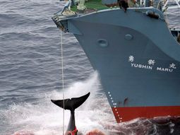 japon seguira pescando ballenas en el pacifico japon seguira pescando ballenas en el pacifico