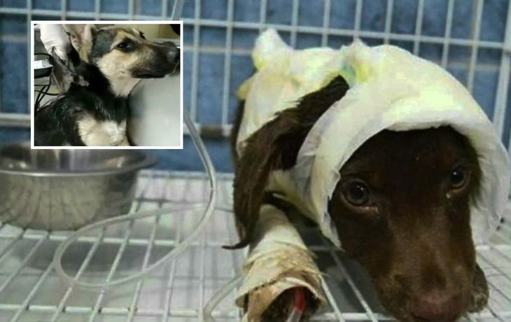 Maltrato animal: despellejaron a una perrita como hicieron con Chocolate