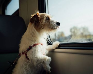 Trenes Argentinos habilitó el viaje con mascotas a Mar del Plata