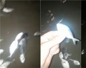 Peces muertos en la costa de Mar del Plata