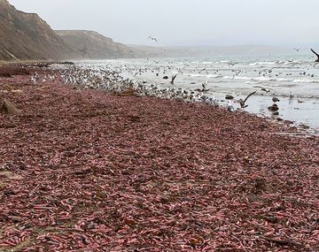 Impresionante invasión de peces pene en las playas de California