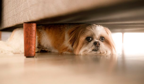 Una de cada cinco mascotas perdidas durante las Fiestas es por la pirotecnia