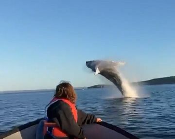El espectacular saludo de dos ballenas