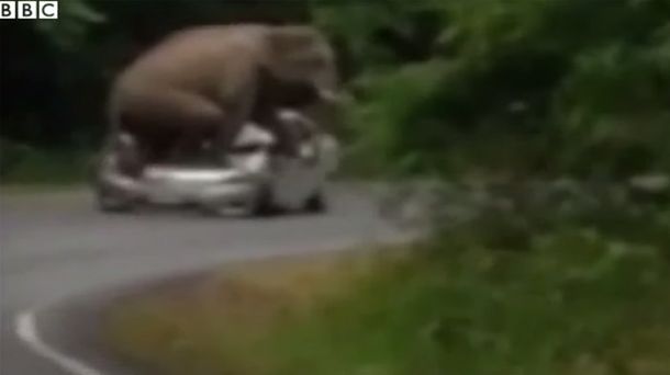 Un elefante en celo ataca y aplasta un auto en Tailandia