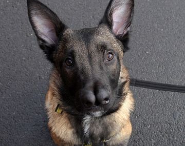 La historia del perro huérfano con dos narices