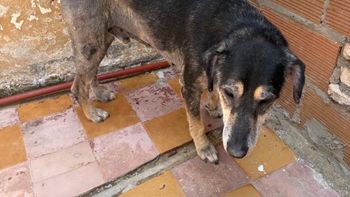 rescataron a un perro en grave estado tras una investigacion en el barrio rivadavia rescataron a un perro en grave estado tras una investigacion en el barrio rivadavia