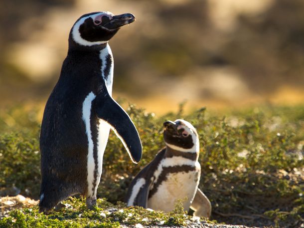 Furor por el nuevo streaming del CONICET: cómo ver en vivo a los pingüinos de Magallanes
