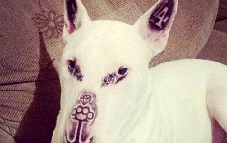 La foto del perro con la cara tatuada que generó indinación en Facebook.