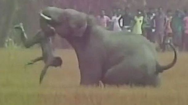 Espantaba a un elefante, pero fue atacado y murió