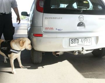 Un perro detector de la AFIP descubrió más de 300 mil dólares en Entre Ríos