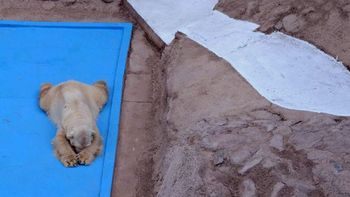 cantante norteamericana lanza un hashtag a favor de arturo cantante norteamericana lanza un hashtag a favor de arturo