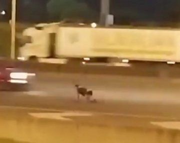 Chocó e intentó suicidarse en la Panamericana: cuál es su situación judicial