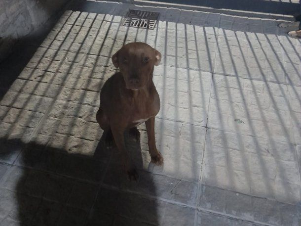 VIDEO: abandonó a una perra y a su cachorro en plena calle y en el escape casi los atropella