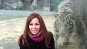 otro ataque en un zoo: ahora, un tigre se abalanzo sobre una chica otro ataque en un zoo: ahora, un tigre se abalanzo sobre una chica