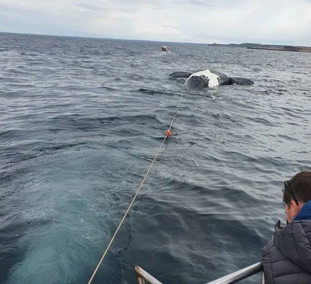 Chubut: aparecieron seis ballenas muertas en las costas de Puerto Pirámides.
