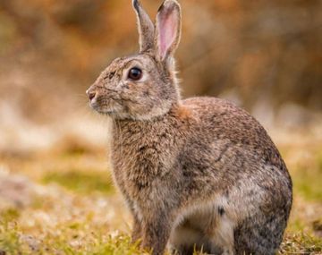 Polémica en Ushuaia: quieren exterminar conejos con gas tóxico porque son una plaga