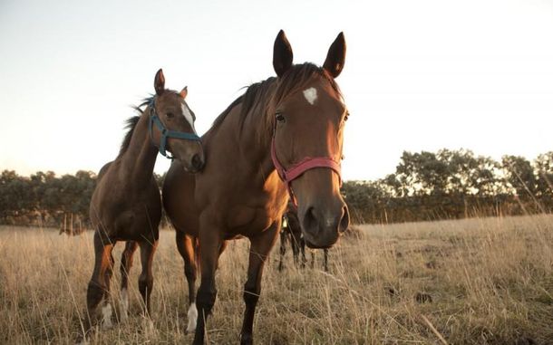 En Uruguay ya hay 8 casos de encefalitis equina confirmados.