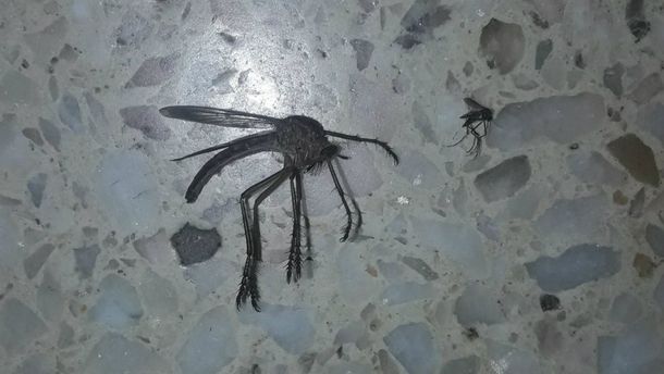 El extraño y gigante mosquito que es viral en Córdoba