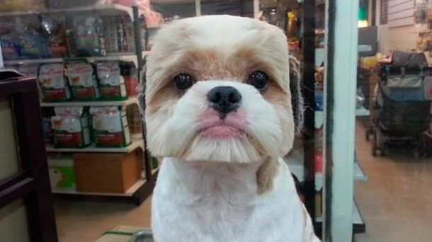 Se extiende la moda de darle a los perros un look cuadrado