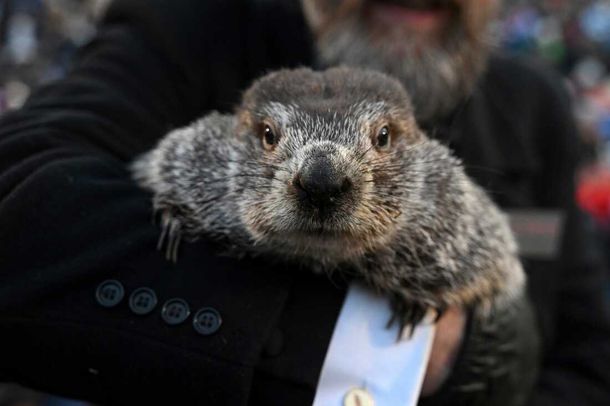 La marmota Punxsutawney Phil.