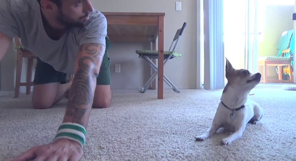 VIDEO: Un chihuahua que hace yoga con su dueño