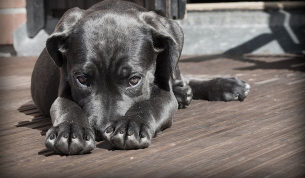 Algunas recomendaciones para cuidar a tus mascotas de la pirotecnia durante las Fiestas