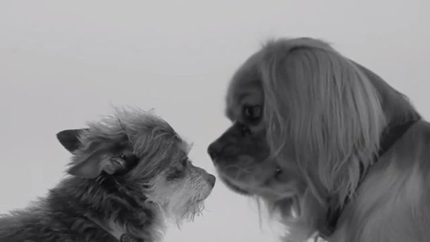 La parodia más tierna de First Kiss, el viral que enamoró la web