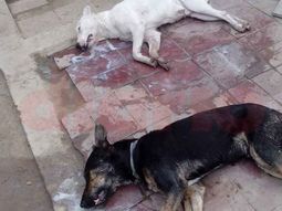 desalmados: envenenaron a seis perros con comida desalmados: envenenaron a seis perros con comida
