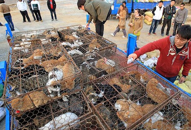Los gatos iban a terminar en un guiso