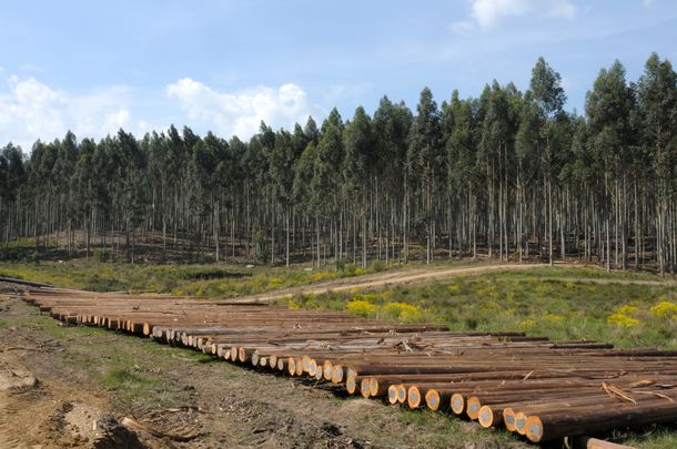El BCU autorizó la emisión de un fideicomiso forestal por U$S 55,5 millones