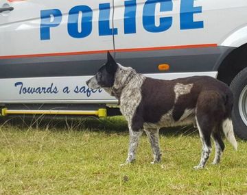 Max tiene 17 años y está casi ciego, pero su nariz está impecable