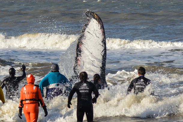 (Foto: Fundación Mundo Marino)