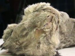 Hallan un león de las cavernas congelado por 28.000 años en perfecto estado de conservación