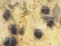 Vecinos denuncian una invasión de chinches en Villa Luro