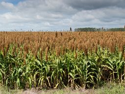 ALUR pagará un mínimo de 180 dólares la tonelada de sorgo de bajo nivel de taninos de la zafra 2023/2024. ALUR pagará un mínimo de 180 dólares la tonelada de sorgo de bajo nivel de taninos de la zafra 2023/2024.