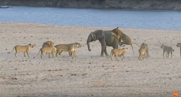 Un pequeño elefante luchó contra 14 leonas: mirá quién ganó