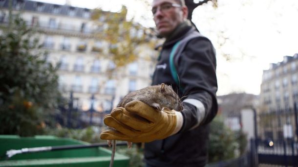 Invasión de ratas en París