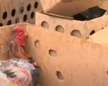 Maltrato animal: rescataron 85 gallos que eran sometidos a riñas en La Plata