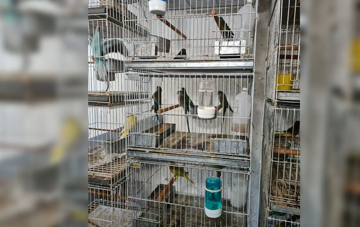 Maltrato animal: fueron rescatadas más de 300 aves hacinadas en un criadero ilegal de Liniers