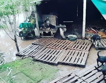 Temporal en Santiago del Estero: conmovedor video de la inundación en un refugio con perros discapacitados