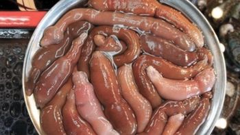 atencion: el pez pene que invadio las playas de la patagonia es comestible y lo consideran un manjar atencion: el pez pene que invadio las playas de la patagonia es comestible y lo consideran un manjar