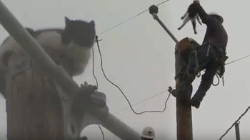 rescataron a un gato que paso nueve dias atrapado en un poste de luz rescataron a un gato que paso nueve dias atrapado en un poste de luz